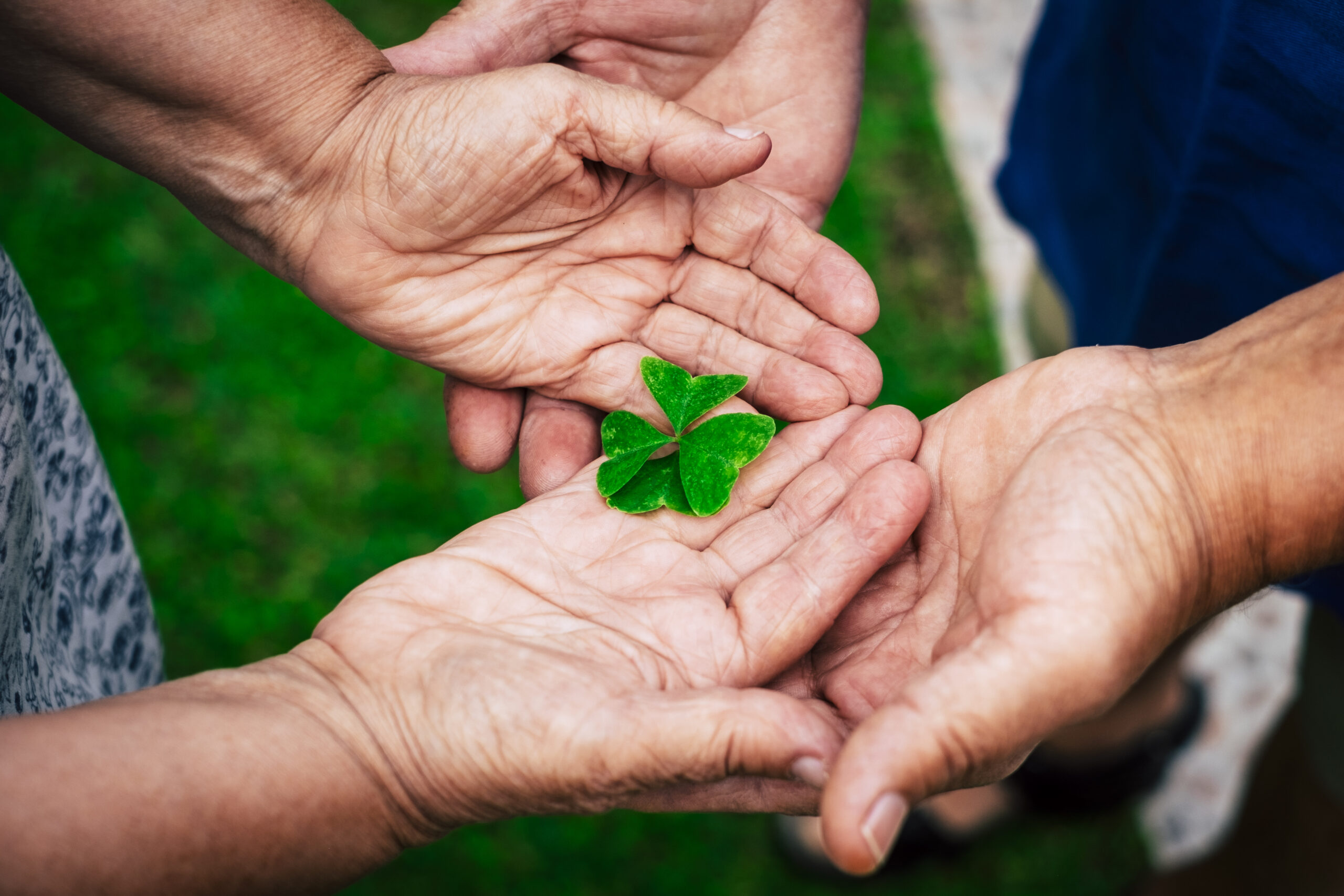 Old hands people holding with love and taking little quartifoil for hope and luck concept - senior people with nature - retired lifestyle and together relationship